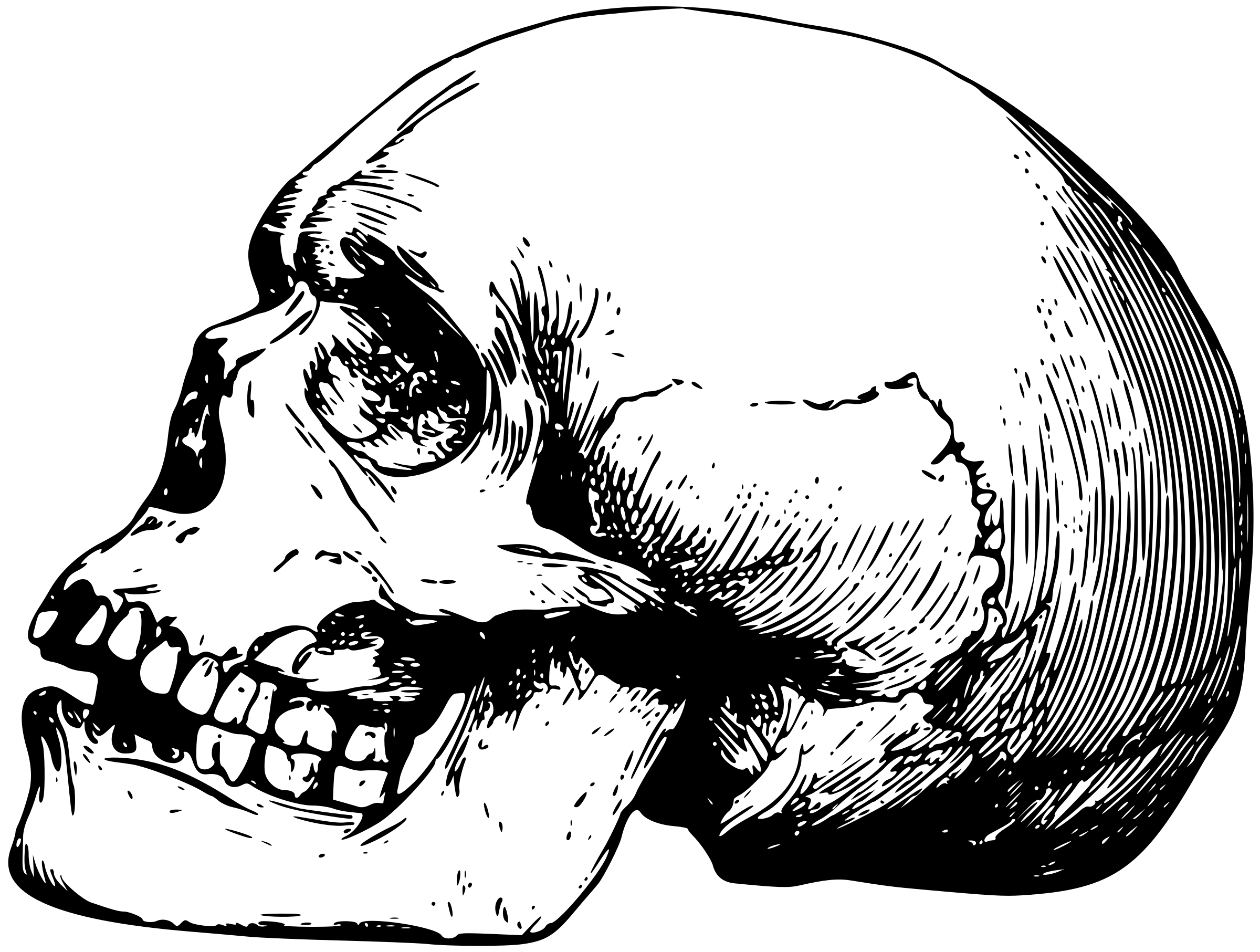 teschio